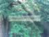 Sun on Pines.jpg (162kb)